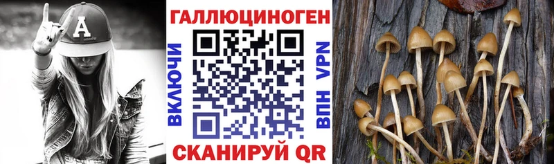 где купить наркоту  Пошехонье  Псилоцибиновые грибы MAGIC MUSHROOMS 